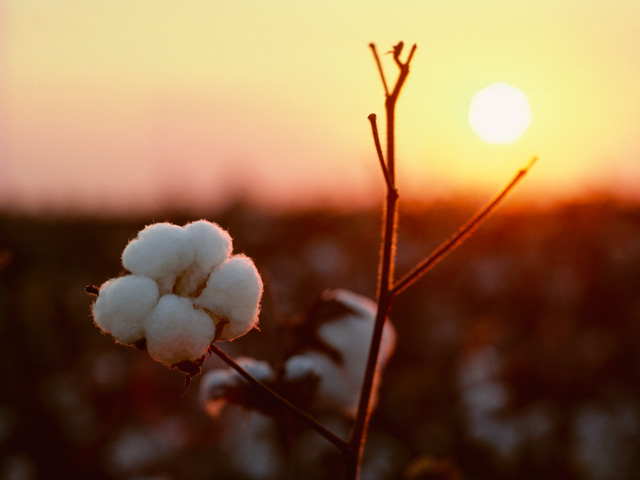A WTO panel had sided with the Brazilian government and its cotton producers in their case that the U.S. cotton subsidies violated WTO rules and had caused them damages because the subsidies led to overproduction and low world prices. (DTN/The Progressive Farmer file photo)